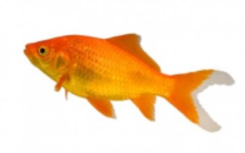 goldfish9
