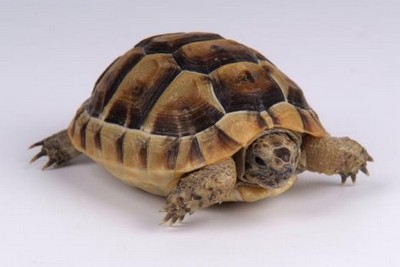 Live Tortoise - Spur Thigh