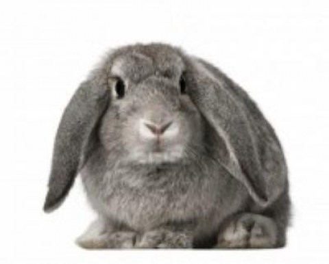 french-lop-rabbit-breed